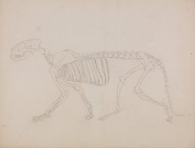 A Comparative Anatomical Exposition of the Structure of the Human Body with that of a Tiger and a Cow by George Stubbs